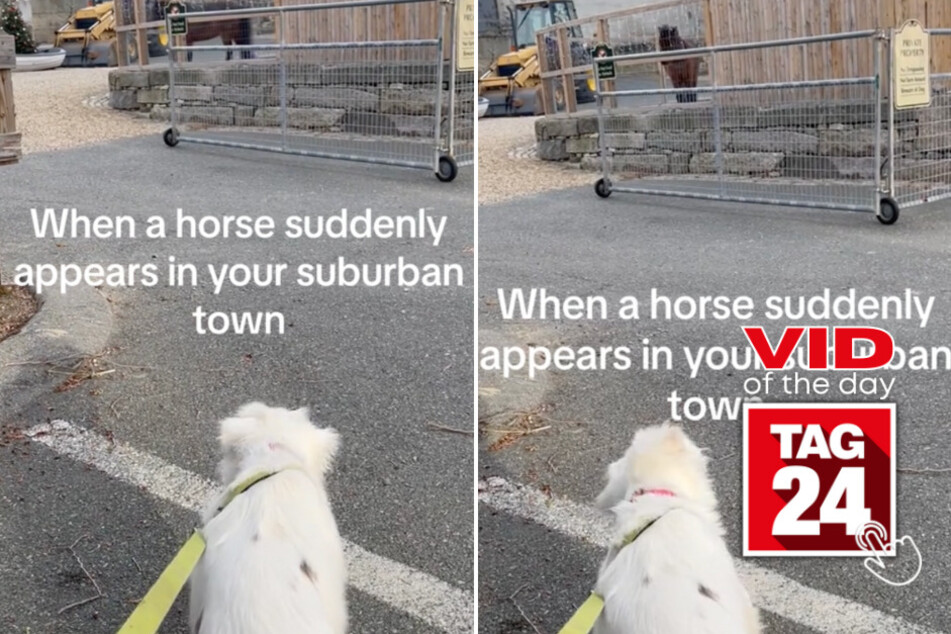 viral videos: Viral Video of the Day for May 24, 2024: Dog reacts hilariously to unexpected horse encounter