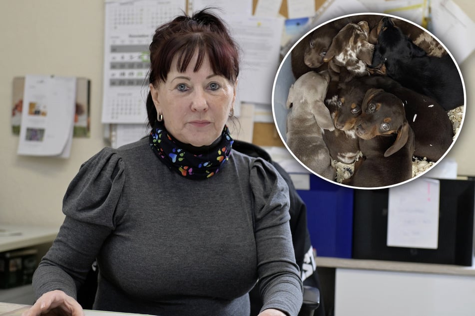 Schmuggelhunde werden zum teuren Problem für Tierheime