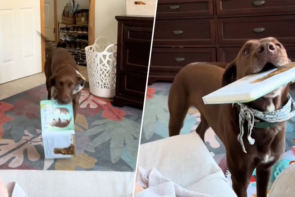 Labrador-Mix Renegade versorgt seine Besitzerin während des Stillens mit Büchern.