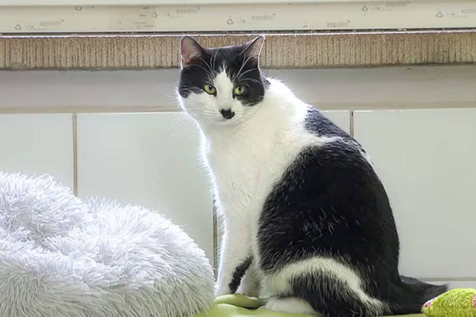 Kater Nuri stammt aus einer Beschlagnahmung und sucht ein liebevolles zu Hause, in dem er die Möglichkeit hat, nach draußen zu gehen.