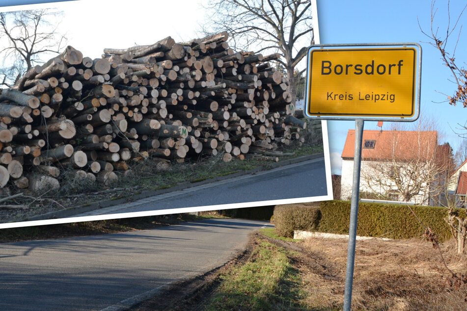 Jede Menge Baumstämme: Waren die Fällungen in Borsdorf rechtens?