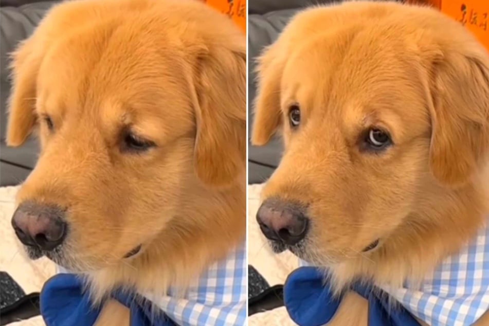 They don't seem to have quite warmed up to each other yet... will this dapper dog and his owner's girlfriend ever become friends?