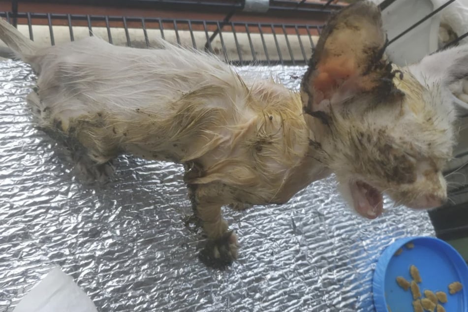 Kitten covered in glue rescued with the help of Reddit!