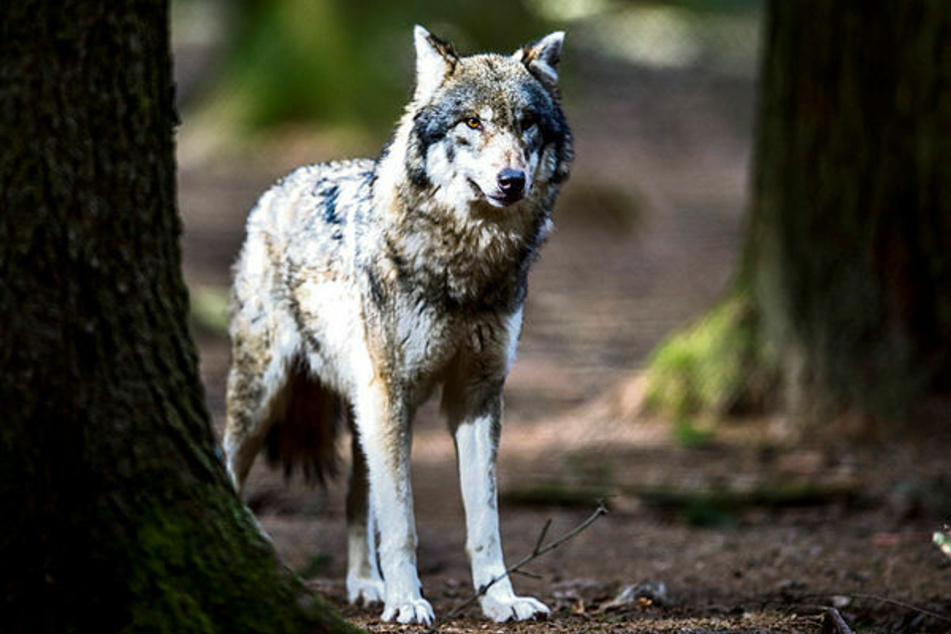 Der Wolf gefährdet nach Ansicht sächsischer Landwirtschaftsverbände die Weidetierwirtschaft.