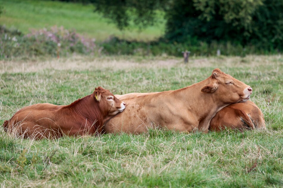 Bauern in Frankreich gehen auf Barrikaden: Millionen Rinder sollen getötet werden