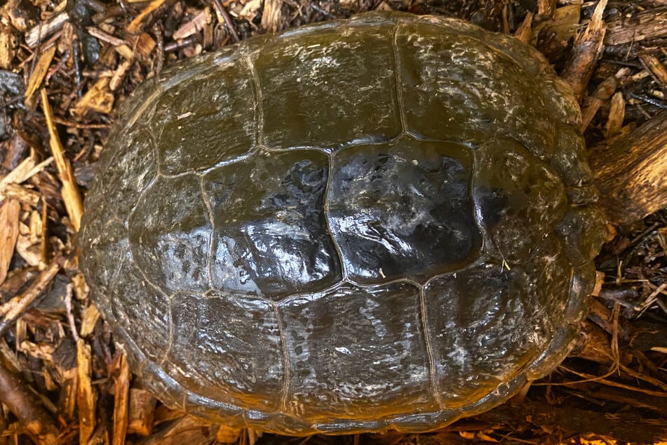 Der Panzer der Schildkröte, die in Fulda-Maberzell umher kroch: Wer ist die Halterin oder der Halter des exotischen Tiers?