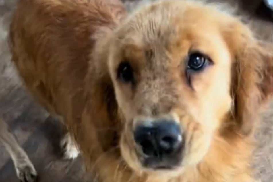 Golden Retriever Tristan wollte seiner Besitzerin unbedingt etwas zeigen. Nach einem Tag gab sie endlich nach.