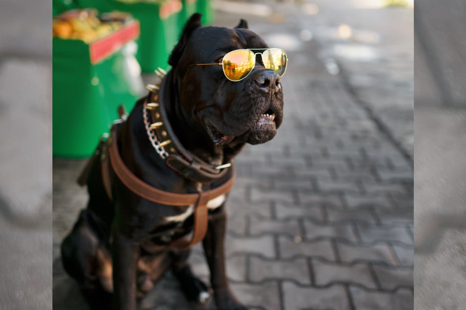Hunde sollten eine Sonnenbrille tragen, um Augenerkrankungen vorzubeugen, rät eine Tierärztin aus England.
