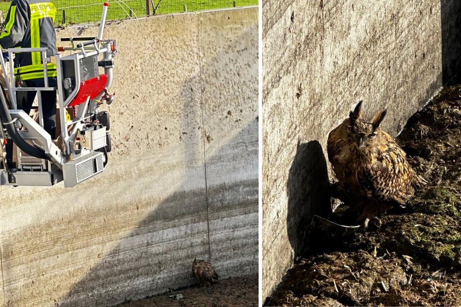 Sova uvázla v hnojivovém tanku.