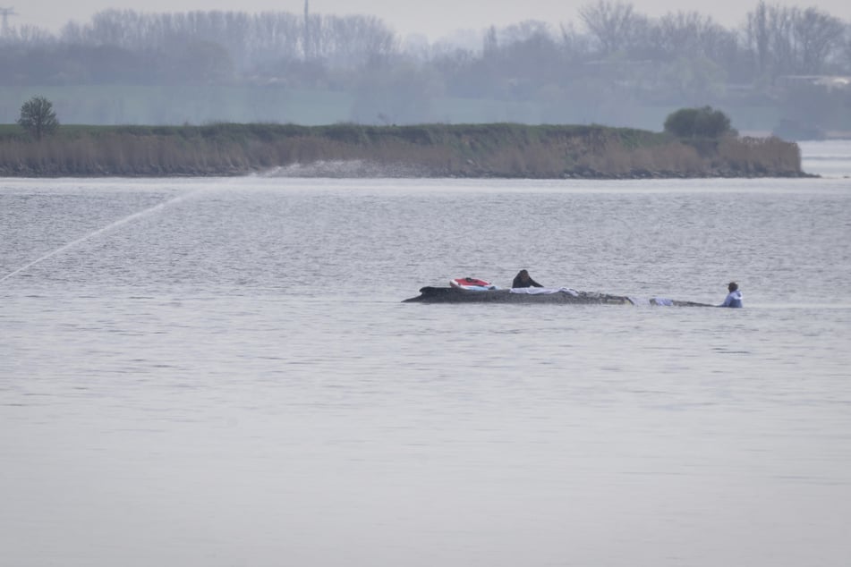 Damit Wal lebend die Ostsee verlassen kann: Das planen die Retter