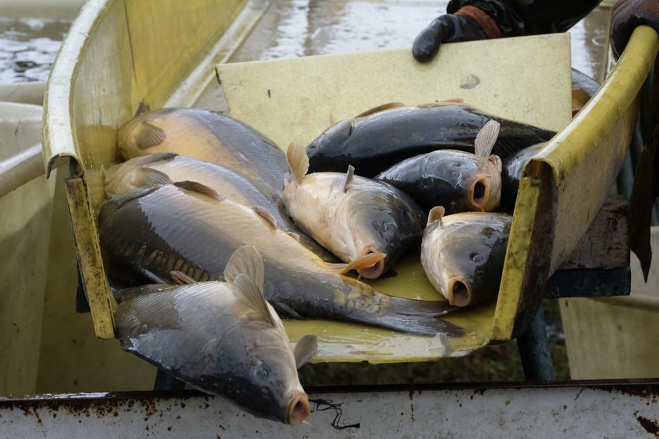 Sachsen ist ein Fischerei-Land. Im letzten Jahr wurden hier 2096 Tonnen Speisefisch erzeugt.