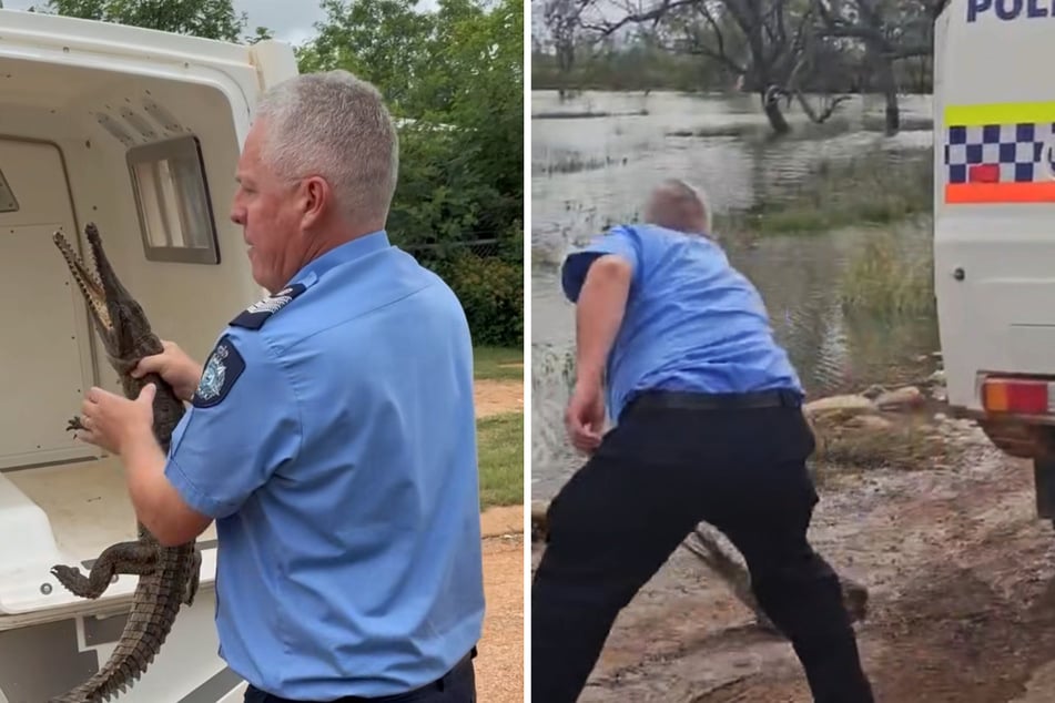 Der Polizist Mark Howes zeigte sich von dem schuppigen Kriechtier nur wenig beeindruckt und fing es kurzerhand ein.