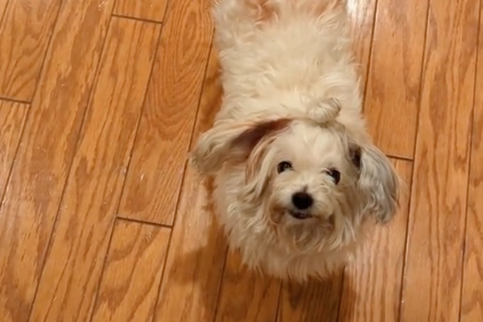 Bear's hair isn't the problem – this little dog just doesn't come when called.
