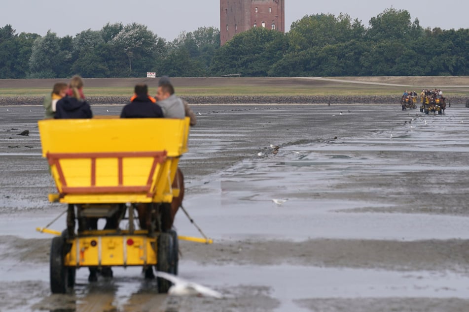 Eine Kutsche fährt im Wattenmeer von Cuxhaven zur Insel Neuwerk. Immer wieder kommt es dabei zu dramatischen Unfällen.