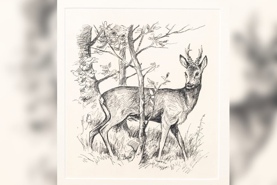 Walter Venter hält die stillen Augenblicke im Wald fest. Gleich wird sich der Rehbock die jungen Triebe schmecken lassen.