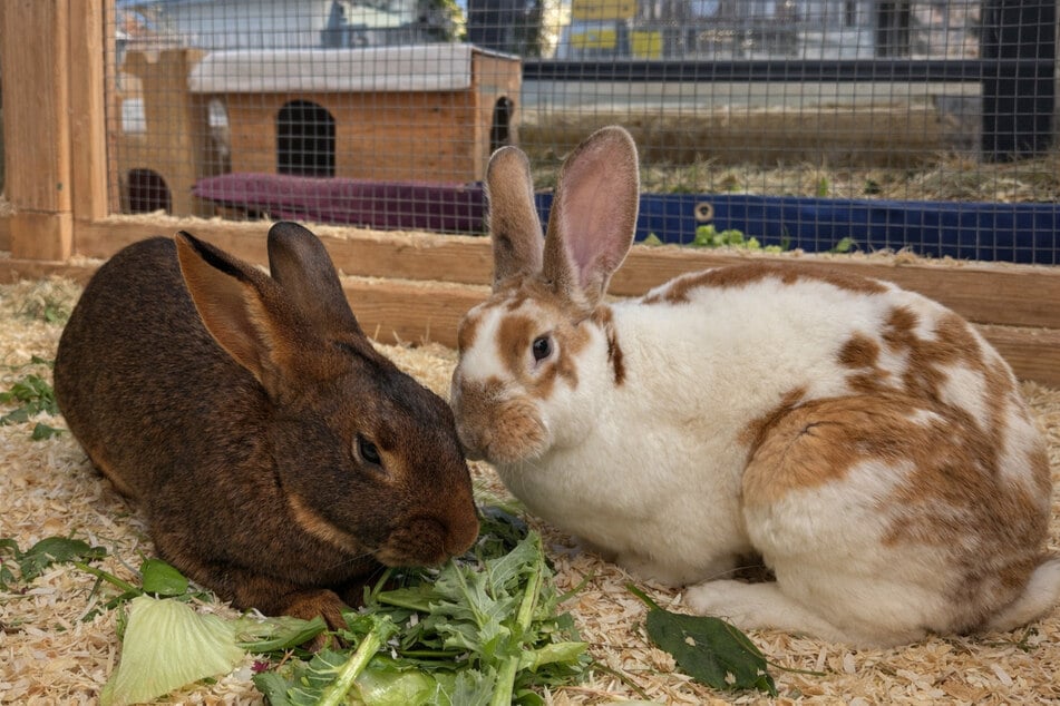 Hasenkaninchen Tonga (l.) und Rexkaninchen Frau Hoppel suchen ein gemeinsames Zuhause.