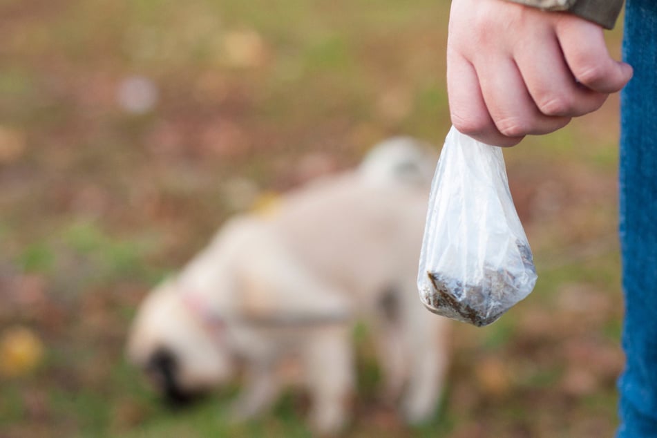 Fäkalien-Angriff! Jugendamt mit Hundekot beworfen
