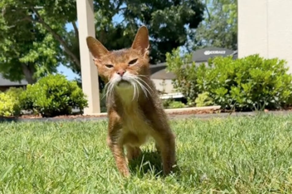 Kater Felix ist bereits 24 Jahre alt.