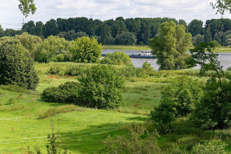 Sie spielen eine entscheidende Rolle: Die Grünflächen entlang des Rheins sollen geschützt werden, um möglichst viel Abkühlung in der Kölner Bucht zu ermöglichen. (Archivbild)