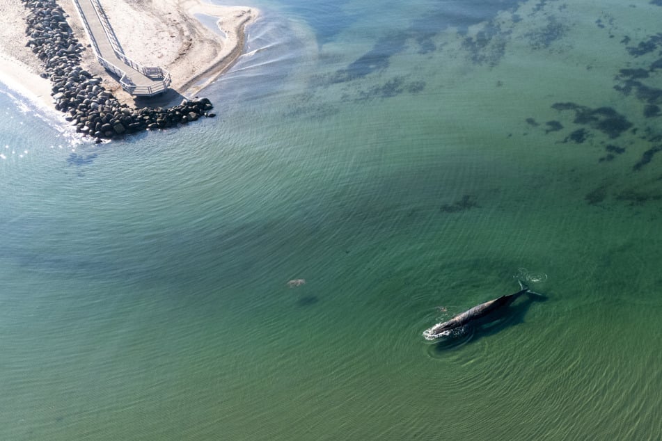 Dem Wal soll ein Kanal in tieferes Gewässer gegraben werden - laut einer Expertin ist das Tier noch so lebhaft, dass die Maßnahmen absolut gerechtfertigt sind.