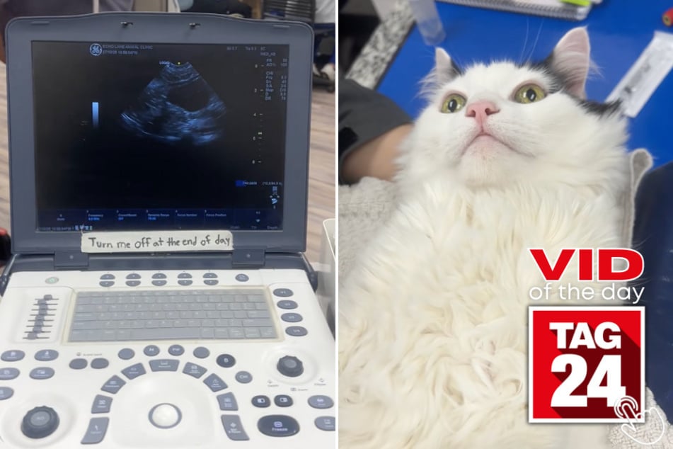 This cat had a hilarious reaction while getting an ultrasound.