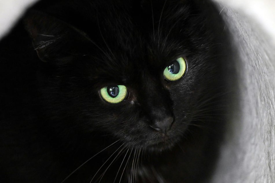 Die Samtpfote war auf einem verlassenen Grundstück in eine Falle getappt. (Symbolbild)