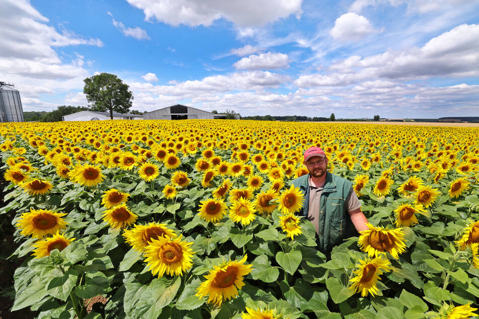 Dem Landwirt Georg Stiegler (35) werden regelmäßig Sonnenblumen geklaut.