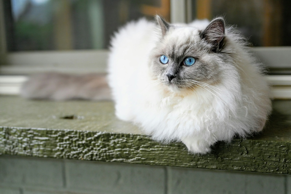 Ragdolls are an iconic and classic colorpoint cat breed.
