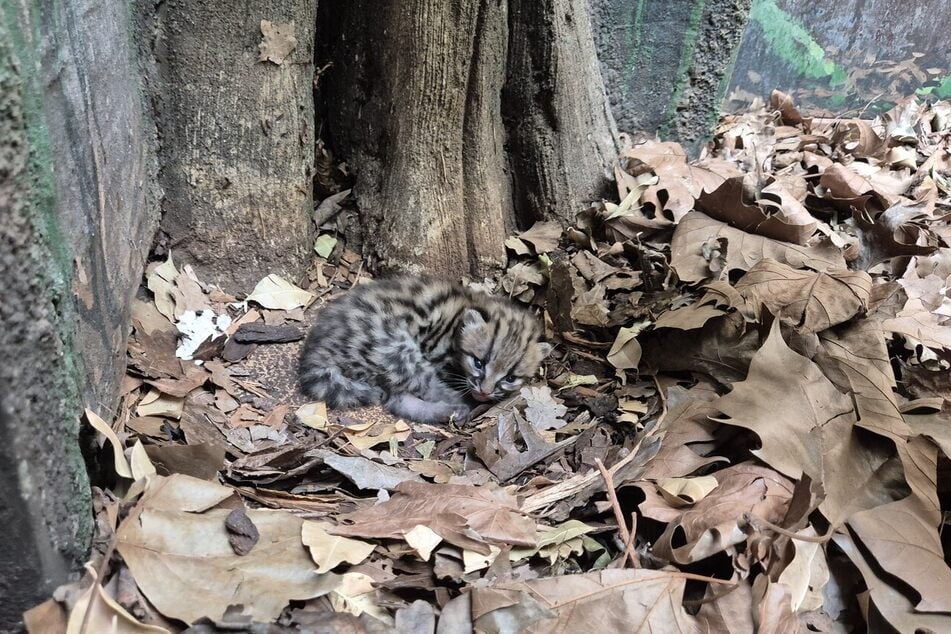 Das kleine Langschwanzkatzen-Baby liegt zwischen Laub im Gehege.