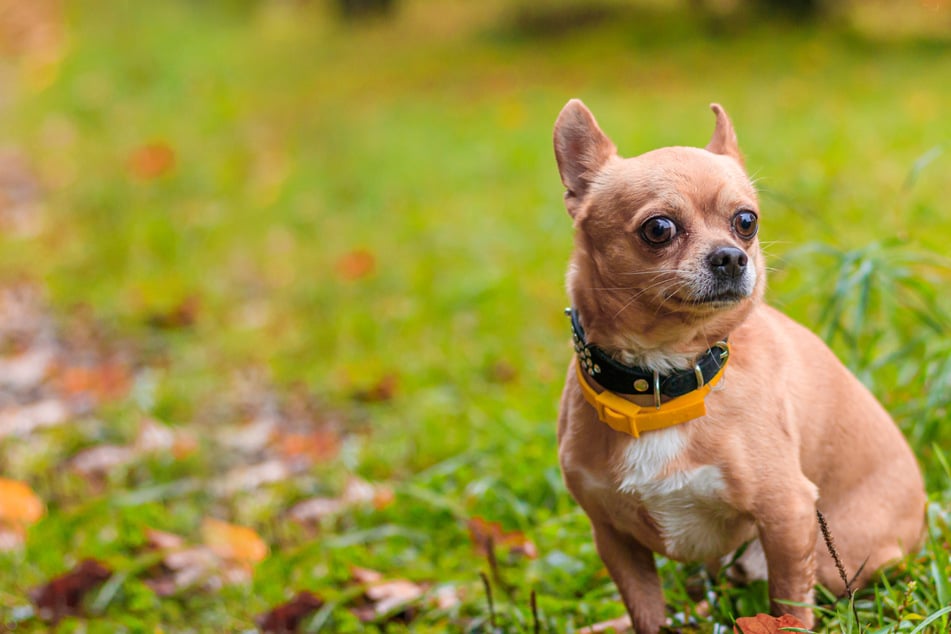 Wie aus dem Nichts: Mann schlägt auf Hundebesitzer ein und raubt Chihuahua