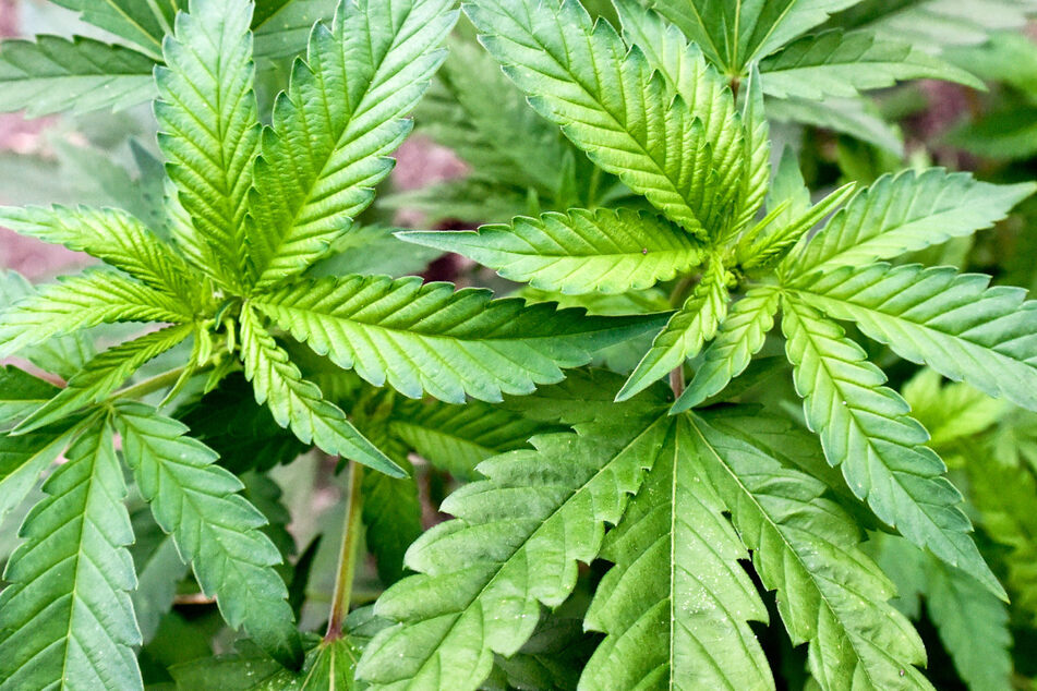 Die Droge Cannabis soll in Deutschland vom 1. April an legalisiert werden.