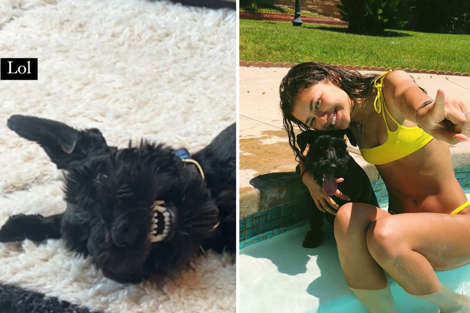 Zendaya gushes over adorable dog Noon in hilarious snap
