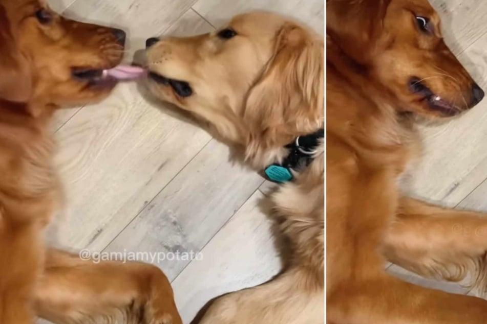 The first "kiss" between these two Golden Retriever dogs was anything but romantic. In fact, it was downright hilarious!