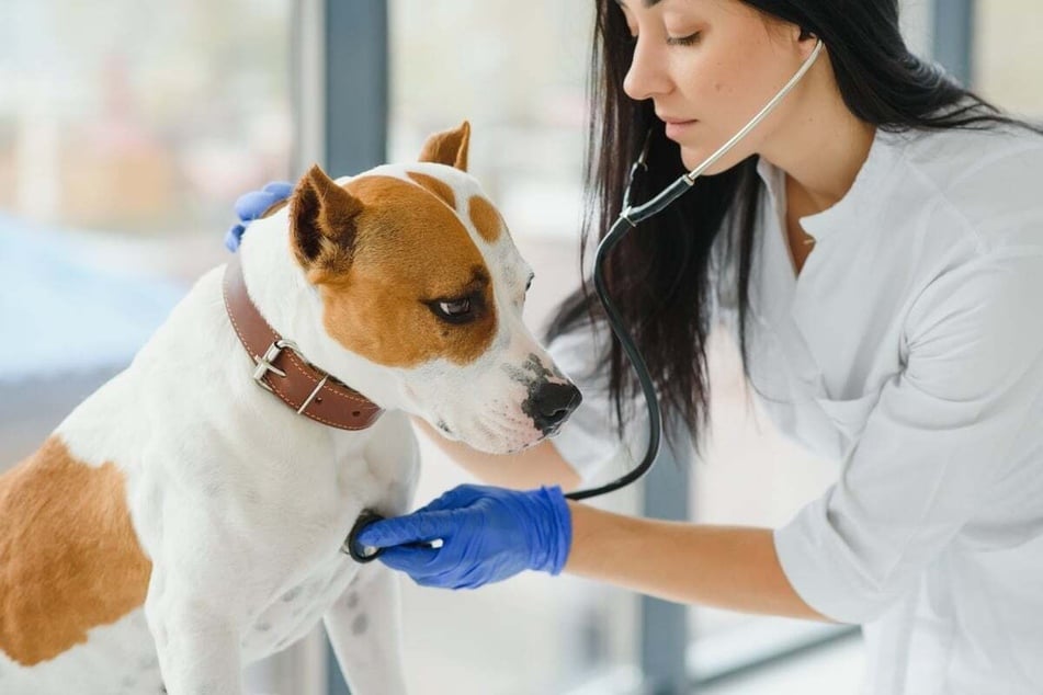 Tiermediziner können Hunde schnell auf eine Herzschwäche untersuchen.