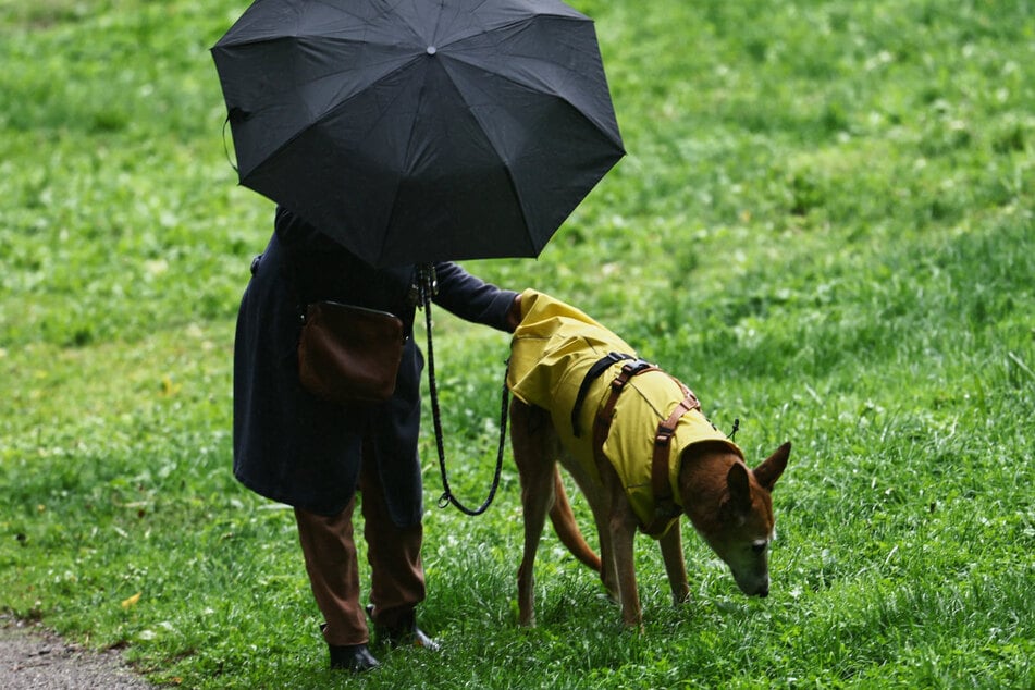 Ein echtes Hundewetter sagen Meteorologen für das Wochenende in Bayern voraus; zumindest über weite Teile.