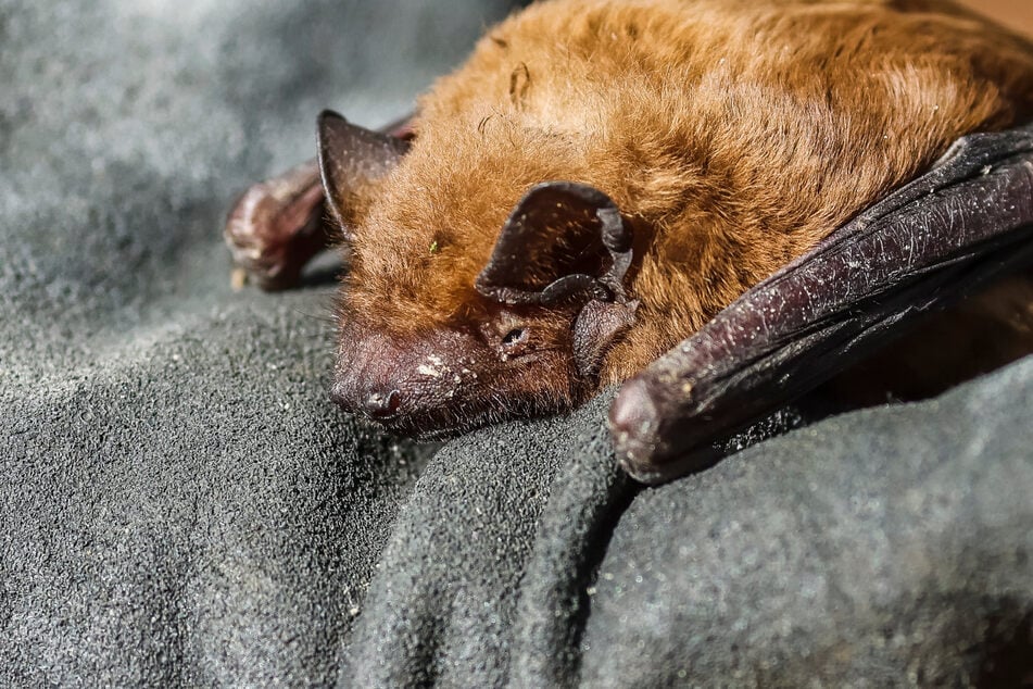 Berlin: Tollwutvirus bei Fledermaus in Berlin: Darauf müsst Ihr achten