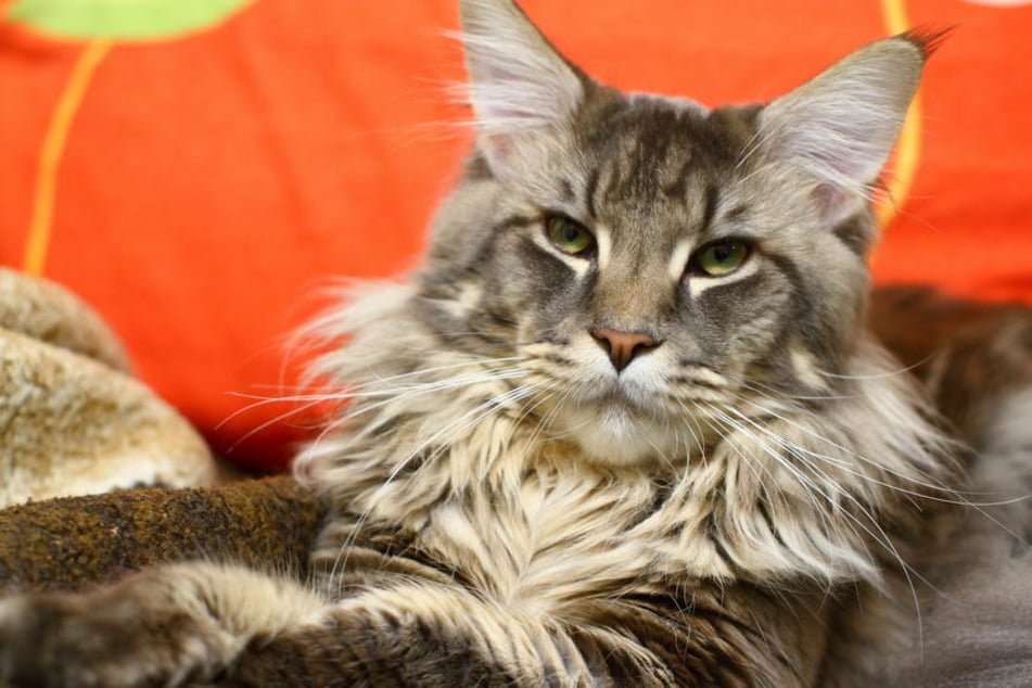 The biggest cat in the world is a Maine Coon (stock image).