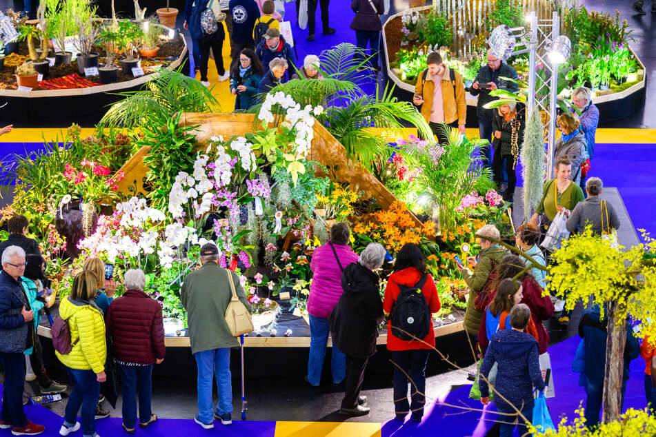 Stimmungsvolle Orchideen-Arrangements aus 27 Nationen verzaubern in der HALLE 1