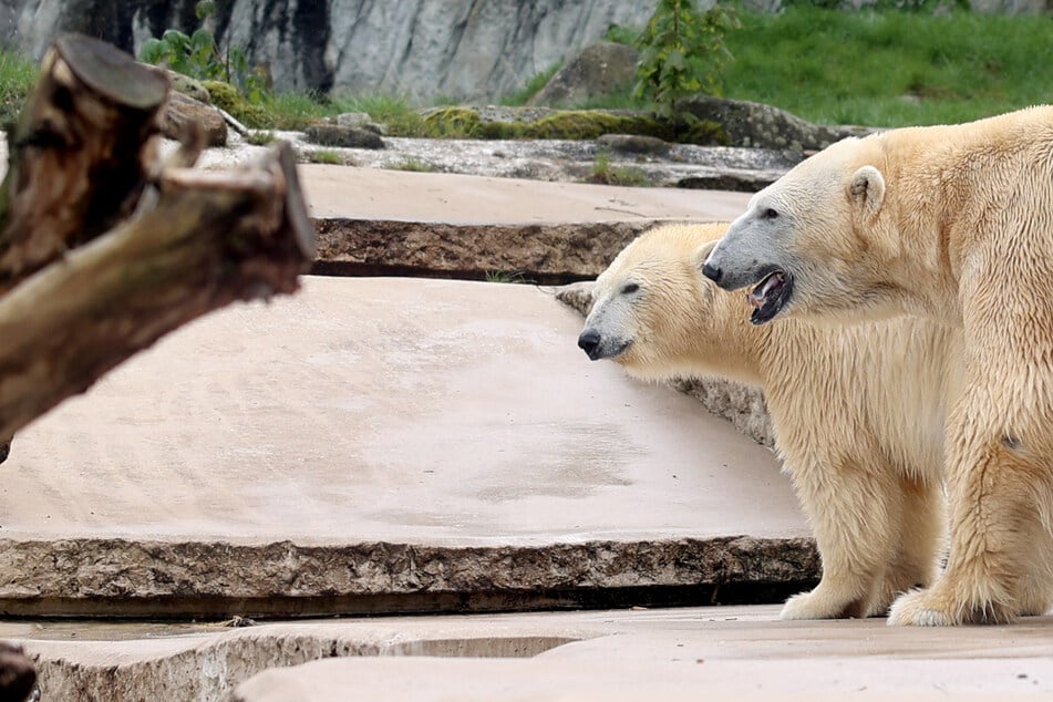 Süßes Eisbären-Glück in Karlsruher Zoo, doch es gibt ein Problem