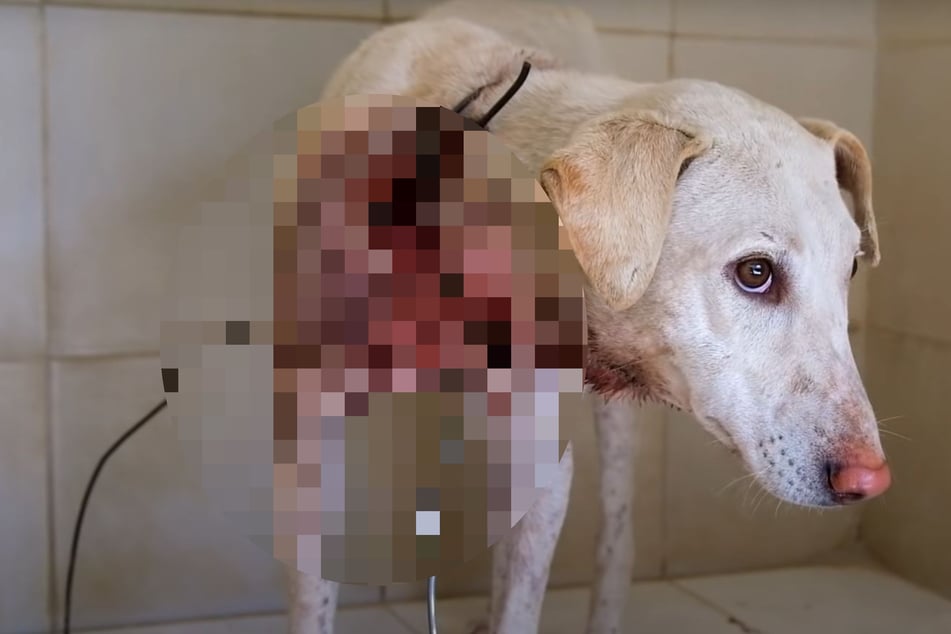 Mann entdeckt verletzten Hund: Als er näher kommt, stockt ihm der Atem