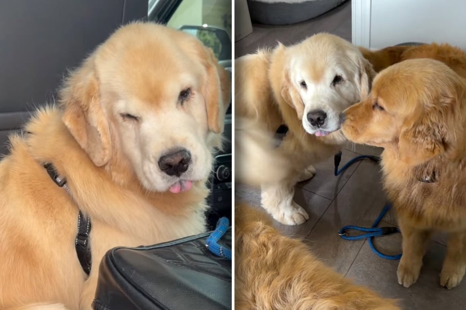 Hund kommt von OP nach Hause: Reaktion seiner Artgenossen lässt so vielen das Herz aufgehen