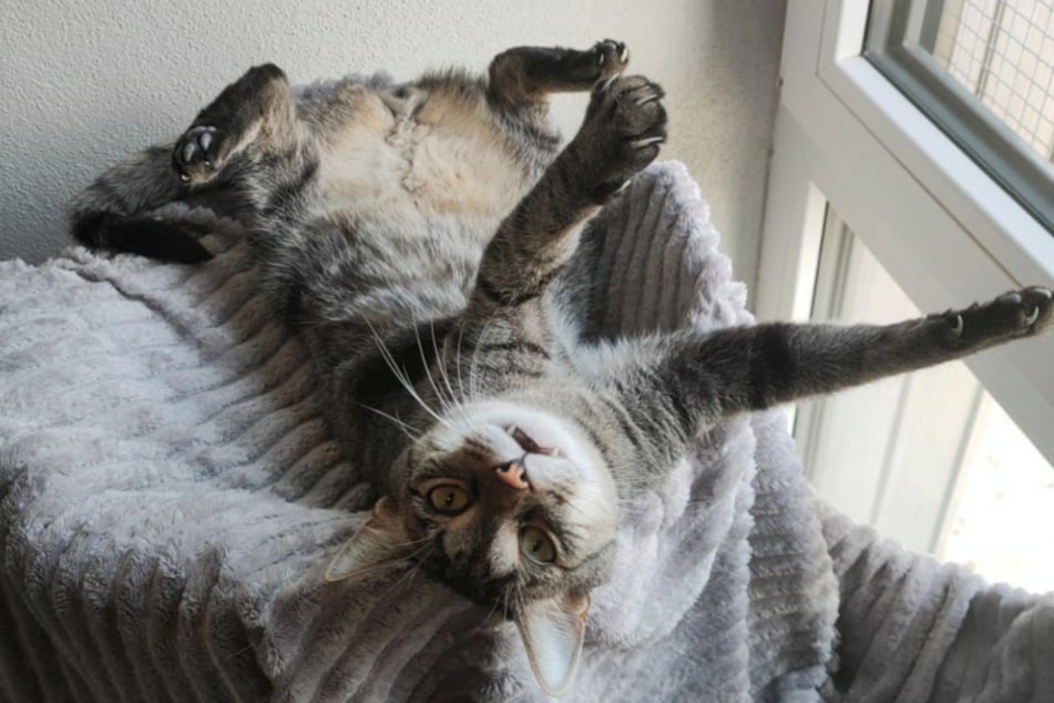 Kater Jack hatte zwei Jahre bei seinen Adoptanten gelebt, ehe diese ihn wieder zurück ins Tierheim brachten.