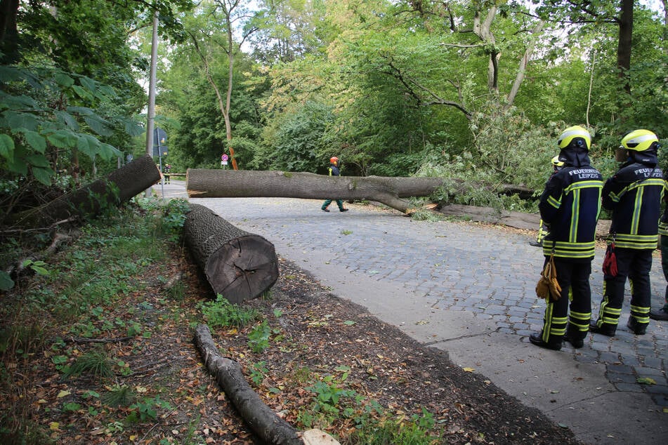 Auf der Waldstraße in der Nähe des Wackelturms kippte ein Baum auf den Gehweg.