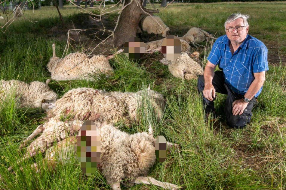 Jürgen Werner (73) bedauert den Verlust seiner Schafe.