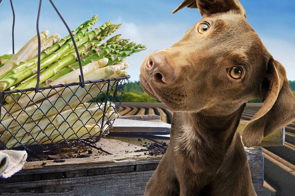 Dürfen Hunde Spargel fressen oder ist er giftig für Vierbeiner?