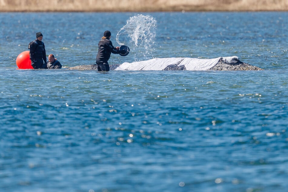 Weiterhin liegen große Tücher zum Schutz vor der Sonne auf der Haut des Wals.