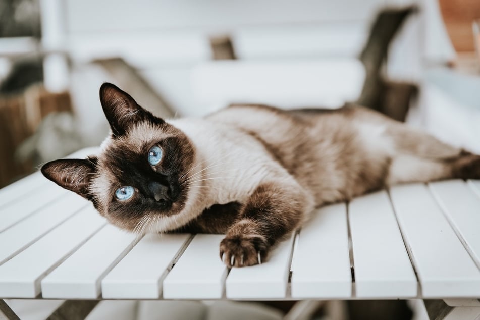 Siamese cats can be distinguished by their affection and intelligence.