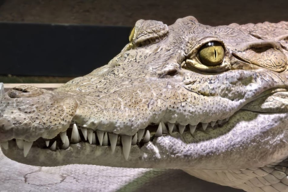 "Pangalawa" wurde im Juli 2013 im Kölner Zoo geboren.