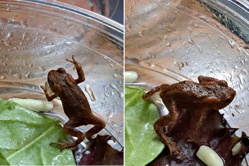 Der Salat war so frisch, dass er noch lebte: In einer Salattüte versteckte sich ein Frosch unbekannter Art.