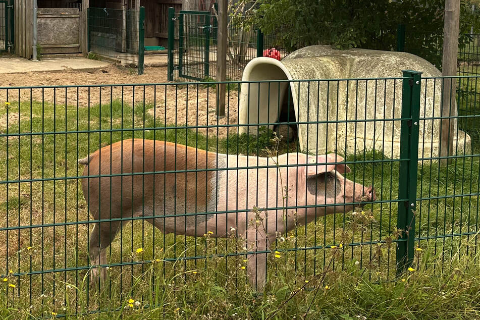 Auf einem kleinen Bauernhof im Tierheim Falkenberg lebt das Schwein Fritzi und wartet auf ein neues Zuhause.